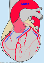 Corazón y arterias coronarias